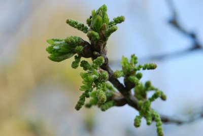 Quercus robur 'Argenteomarginata'- dub letní 'Argenteomarginata'- pučící listy a květenství